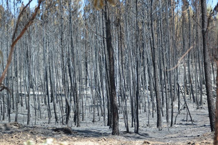 Incêndios destroem pinhal