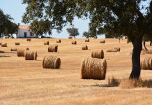 Agricultura e florestas com balanço positivo em 2017