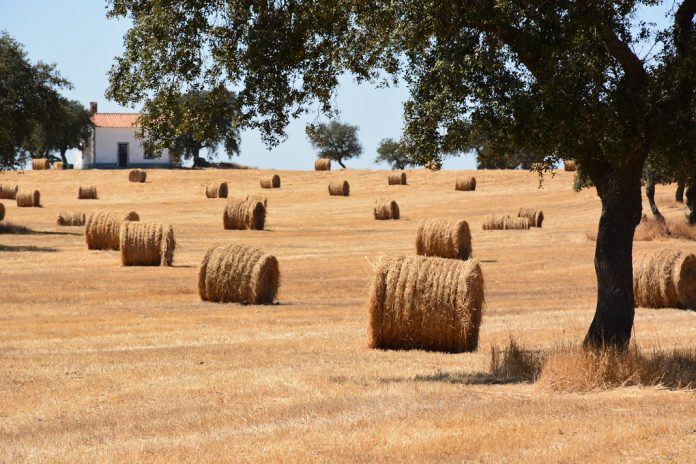 Agricultura e florestas com balanço positivo em 2017