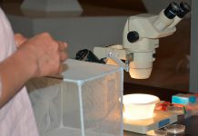 Surto multinacional de mpox mantém uma transmissão continua Surto multinacional de mpox mantém uma transmissão continua