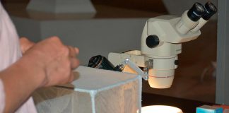 Surto multinacional de mpox mantém uma transmissão continua