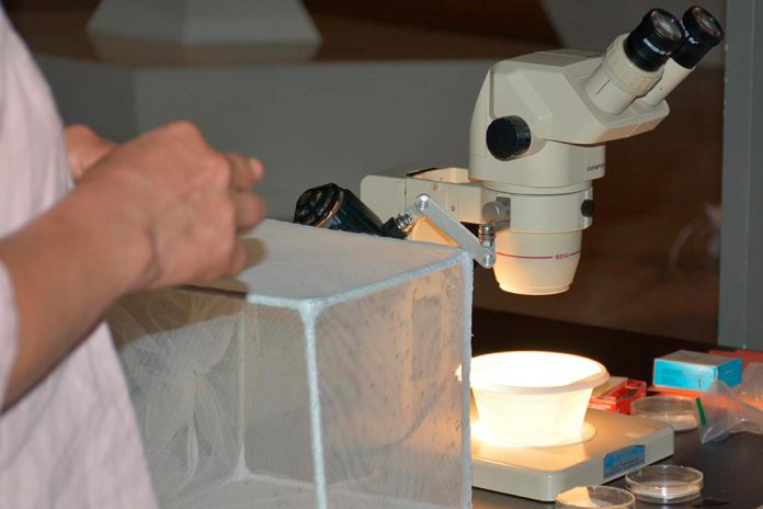 Surto multinacional de mpox mantém uma transmissão continua Surto multinacional de mpox mantém uma transmissão continua