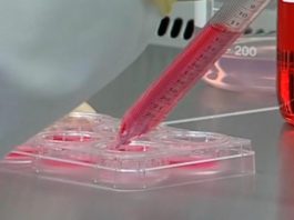 Trabalho em Laboratório