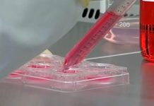 Reino Unido estabelece diretrizes sobre “carne” cultivada em laboratório Reino Unido estabelece diretrizes sobre “carne” cultivada em laboratório