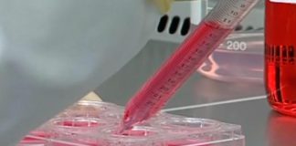 Reino Unido estabelece diretrizes sobre “carne” cultivada em laboratório Reino Unido estabelece diretrizes sobre “carne” cultivada em laboratório