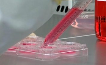 Reino Unido estabelece diretrizes sobre “carne” cultivada em laboratório Reino Unido estabelece diretrizes sobre “carne” cultivada em laboratório