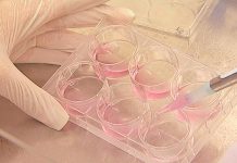 Como é que o coronavírus SARS-CoV-2 infecta as células?