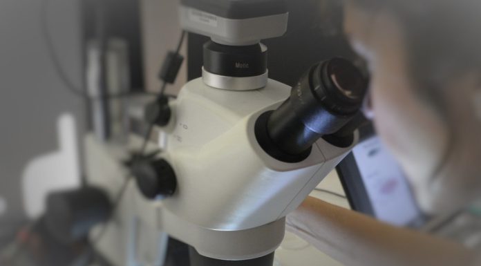 Imunoterapia com quimioterapia antes da cirurgia pode beneficiar tratamento do cancro do pâncreas Imunoterapia com quimioterapia antes da cirurgia pode beneficiar tratamento do cancro do pâncreas