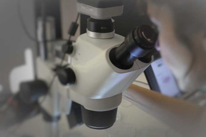 Quimioimunoterapia pré-operatória é mais eficaz do que imunoterapia isolada em pacientes com cancro da cabeça e pescoço Quimioimunoterapia pré-operatória é mais eficaz do que imunoterapia isolada em pacientes com cancro da cabeça e pescoço