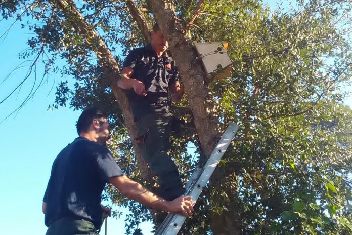 Marinha quer aves insetívoras para combater lagarta do pinheiro