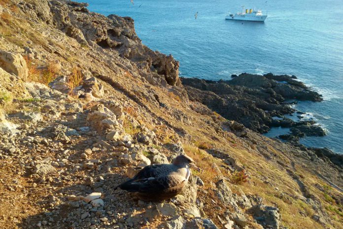 Marinha faz investigação ao largo das Ilhas Selvagens