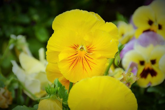 Viola × wittrockiana, Amor-perfeito, jardim cidade de Braga