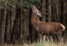 Há mais de 3000 veados na Serra da Lousã