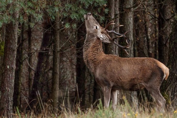 Há mais de 3000 veados na Serra da Lousã