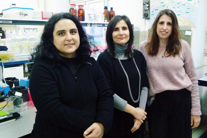 Teresa Cunha-Oliveira, Ana Cristina Rego e Luana Naia (da esquerda para a direita), investigadoras do CNC Teresa Cunha-Oliveira, Ana Cristina Rego e Luana Naia (da esquerda para a direita), investigadoras do CNC