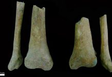 Ossadas descobertas em necrópole de Estremoz