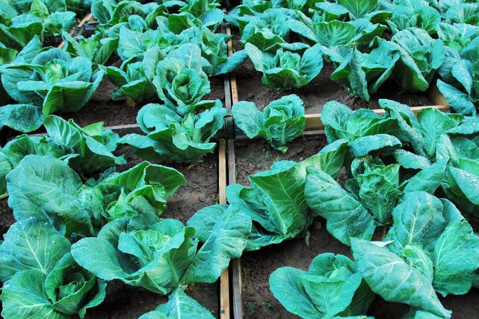 COVID-19: Estudantes com isenção de IRS em trabalhos na agricultura