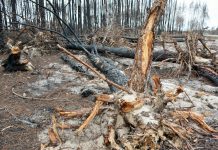 Conflito Rússia-Ucrânia com impactos duradouros na economia global e no meio ambiente