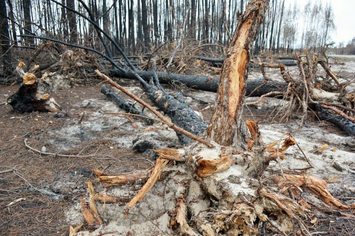 Ideias inovadoras para prevenção de incêndios podem ser premiadas