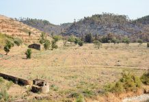 Faltam Engenheiros Florestais em Portugal