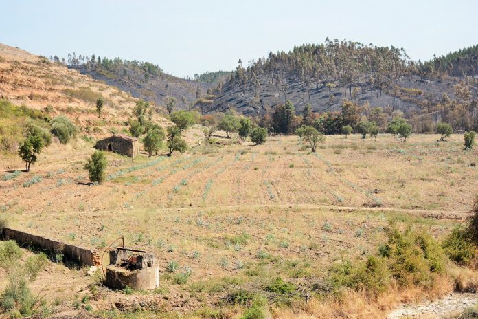 Faltam Engenheiros Florestais em Portugal