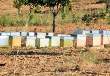 Colmeias e apicultores aumentam na União Europeia