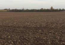 Lei da UE sobre desflorestamento: Conselho da UE e Parlamento Europeu acordam numa revisão para simplificação Lei da UE sobre desflorestamento: Conselho da UE e Parlamento Europeu acordam numa revisão para simplificação