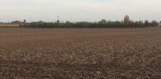 Lei da UE sobre desflorestamento: Conselho da UE e Parlamento Europeu acordam numa revisão para simplificação