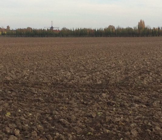 Lei da UE sobre desflorestamento: Conselho da UE e Parlamento Europeu acordam numa revisão para simplificação Lei da UE sobre desflorestamento: Conselho da UE e Parlamento Europeu acordam numa revisão para simplificação