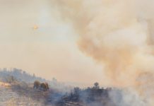 Fumo dos incêndios florestais polui o ar mas também é um importante fertilizante Fumo dos incêndios florestais polui o ar mas também é um importante fertilizante