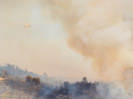 Fumo dos incêndios florestais polui o ar mas também é um importante fertilizante