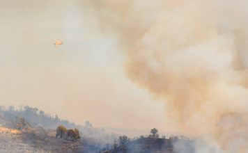 Fumo dos incêndios florestais polui o ar mas também é um importante fertilizante
