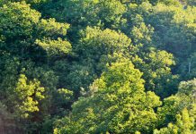 Dia da Floresta Autóctone assinalado em Penamacor na Mata Municipal