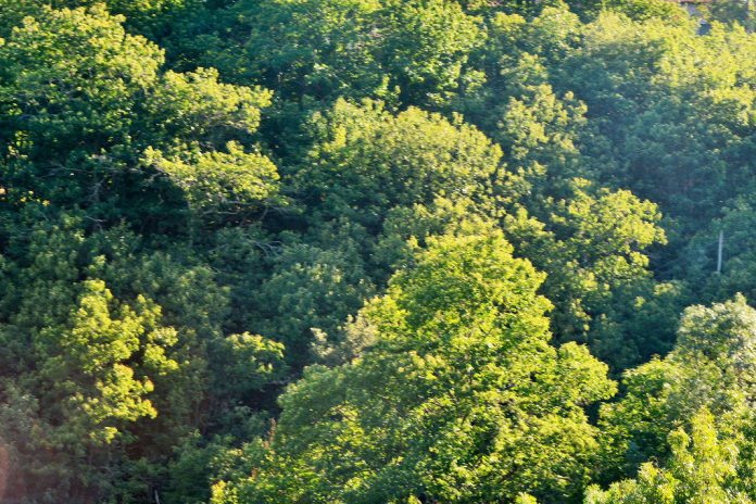 Dia da Floresta Autóctone assinalado em Penamacor na Mata Municipal