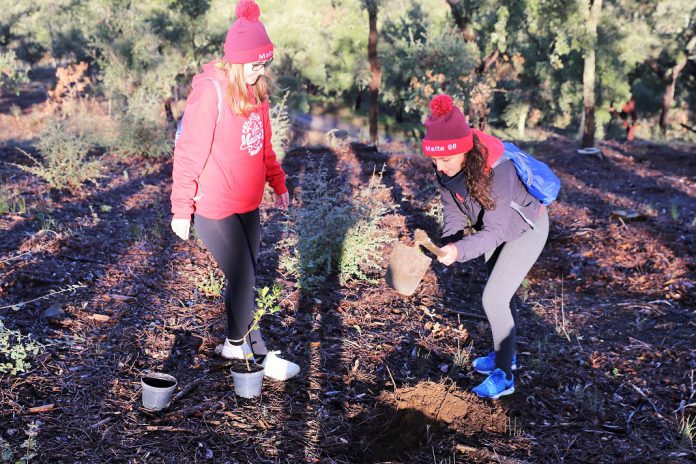 Voluntários plantam árvores autóctones na Mata Municipal de Penamacor