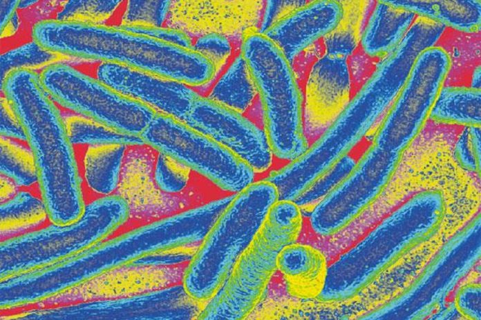 Bactérias E. coli coloridas em gradiente de calor