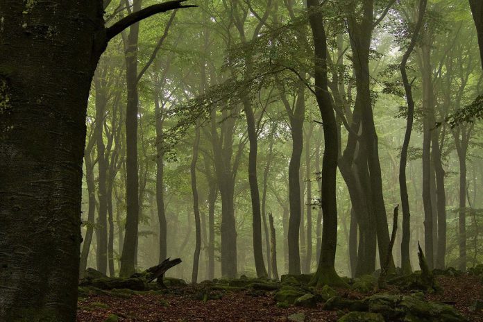 As florestas devem ser geridas para múltiplos benefícios