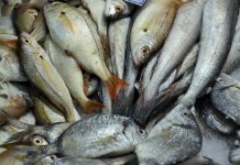 Novas regras para controlo das pescas aprovadas pelo Parlamento Europeu