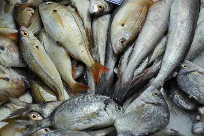 Novas regras para controlo das pescas aprovadas pelo Parlamento Europeu