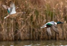 Habitats naturais e espécies não são protegidos em Portugal indica CE