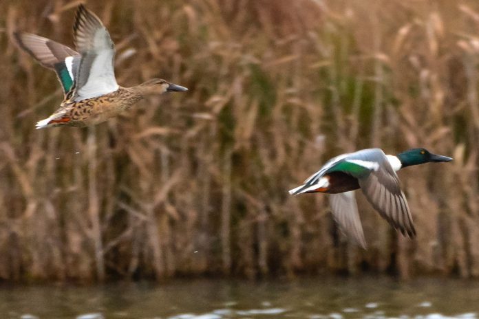 Habitats naturais e espécies não são protegidos em Portugal indica CE