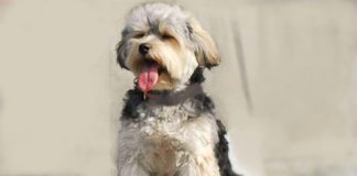 Novas regras para viagem de animais de companhia na União Europeia