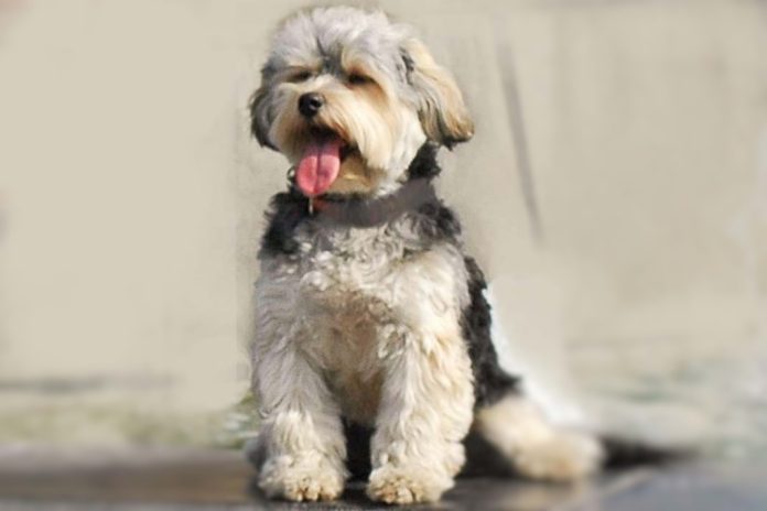 Novas regras para viagem de animais de companhia na União Europeia