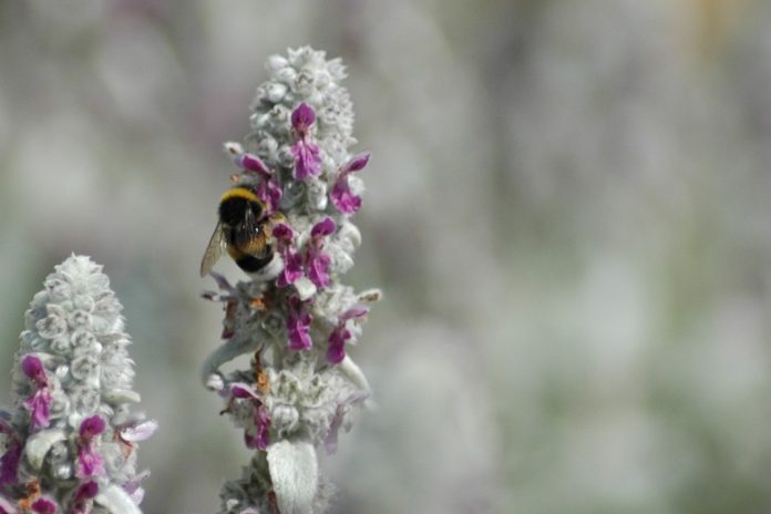 Pesticidas nocivos para as abelhas estão totalmente proibidos na União Europeia