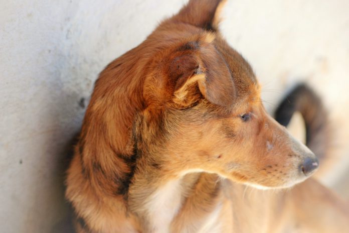 Farmacêuticas de medicamentos veterinários criam nova Associação, a APIFVET