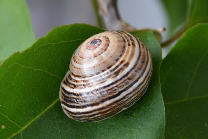 Festival do Caracol Saloio 2018