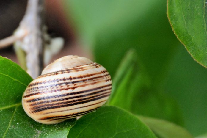 Festival do Caracol em Famalicão