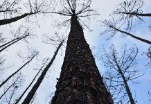 Aliança pela Floresta Autóctone em debate público