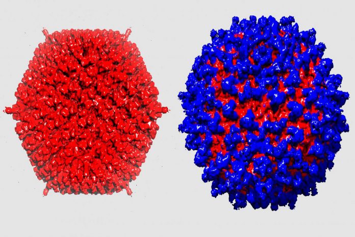 O adenovírus (à esquerda) camufa-se do sistema imunológico devido ao revestimento protetor (à direita)