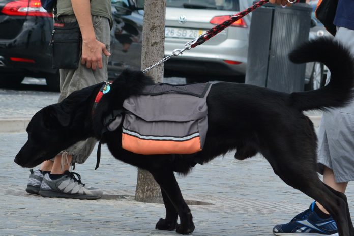 Animais de estimação beneficiam pessoas com doenças mentais